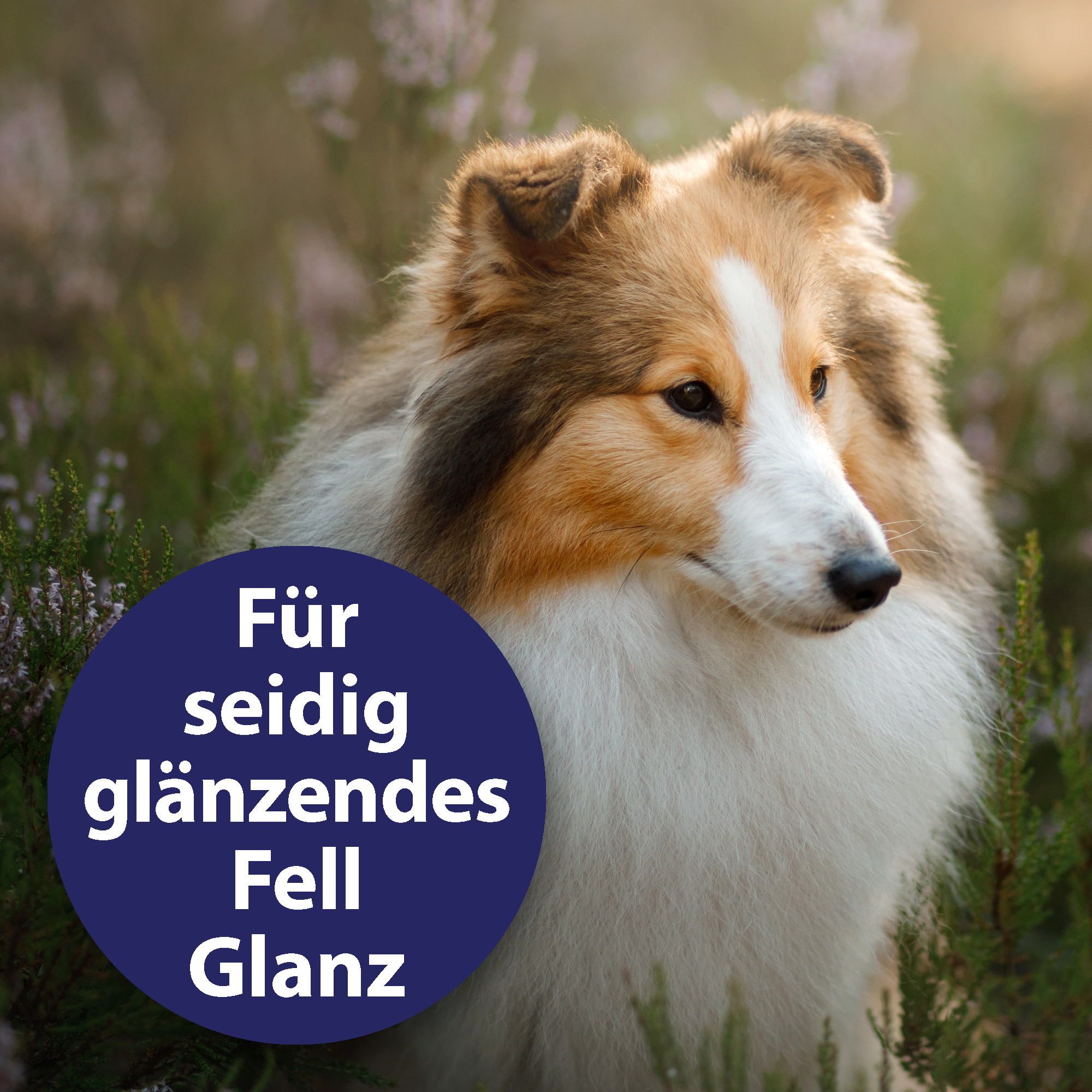 Canosept Fellpflege Canosept Fellpflegespray für Hunde 250 ml