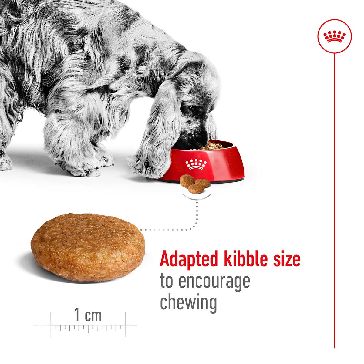 Royal Canin Size Health Nutrition Medium Adult bei ZooRoyal