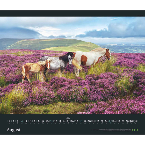 GEO EDITION: TIERWELTEN 2024 - WAND-KALENDER - TIER-KALENDER - Kalender