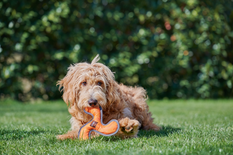 Dogs Creek Frisbees & Wurfspielzeug Dogs Creek Boomerang Hyper