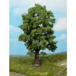 Eiche 18 cm (1 Stk.)