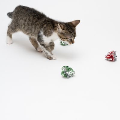 Katzenspielzeug Knisterbälle Set Mesh