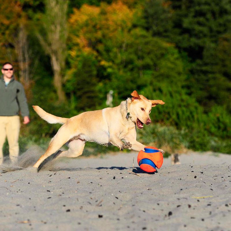 Chuckit! Kick Fetch zu TOP-Preisen % | bitiba