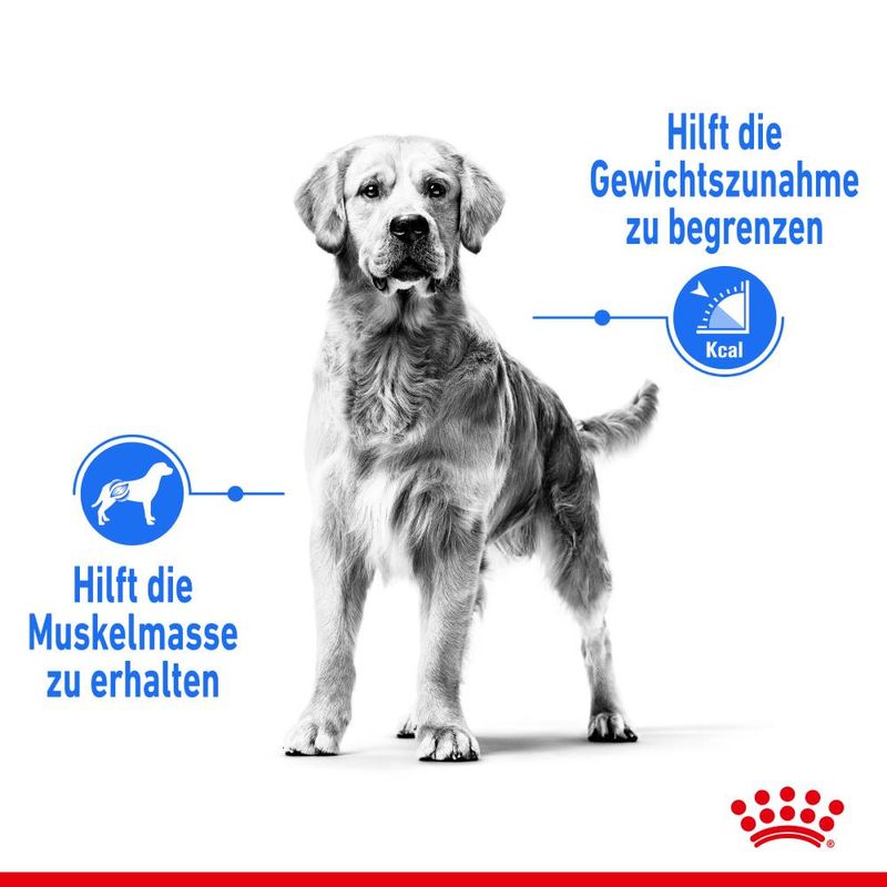 Royal Canin Light Weight Care Medium zu TOP-Preisen | bitiba