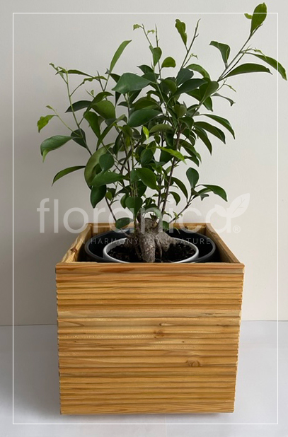Pemicont Floranica Blumentopf aus Holz Kasten 30cm x 30cm x 285cm Einheimisch Imprägniertes Lärchenholz Schutzhülle für Kräuter Blumen Haus- und Gartendekoration Innen- und Außenbereich EU-Produkt