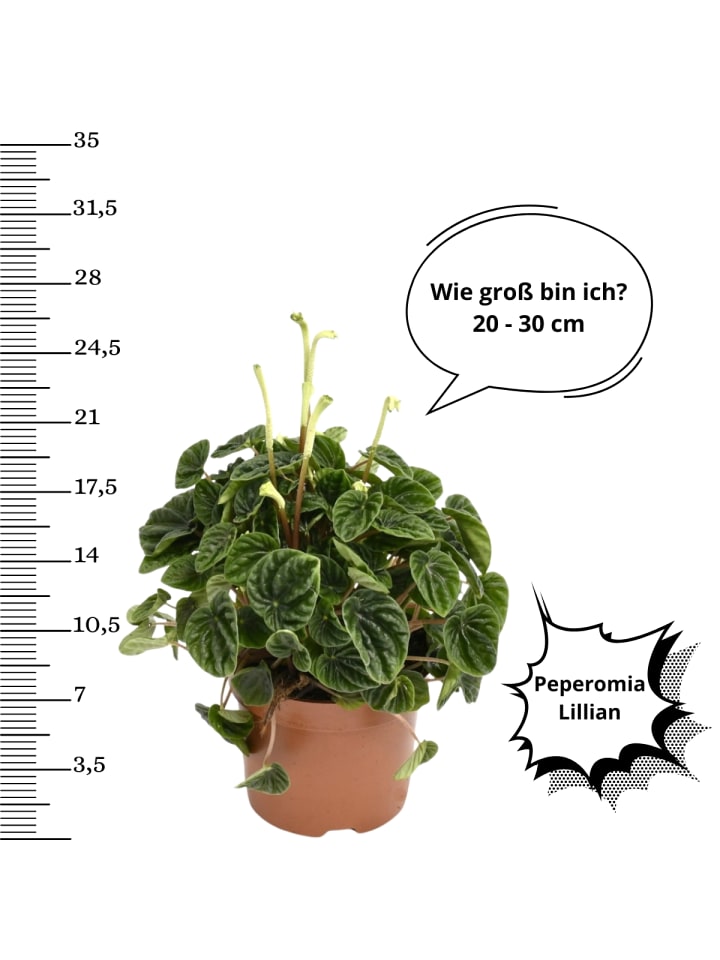 OH2 4er-Set: Exotischer Zimmerpflanzen-Mix in Grün günstig kaufen onesize
