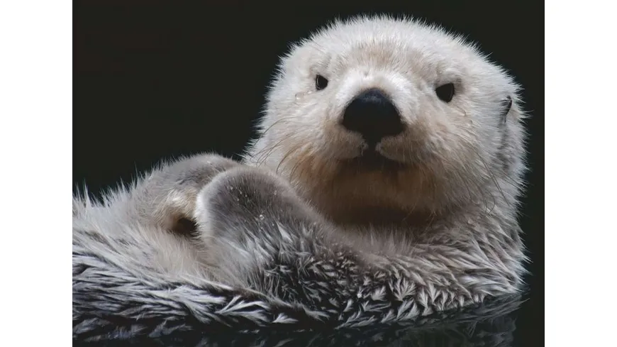 Ravensburger Puzzle - Süßer kleiner Otter - 500 Teile Puzzle