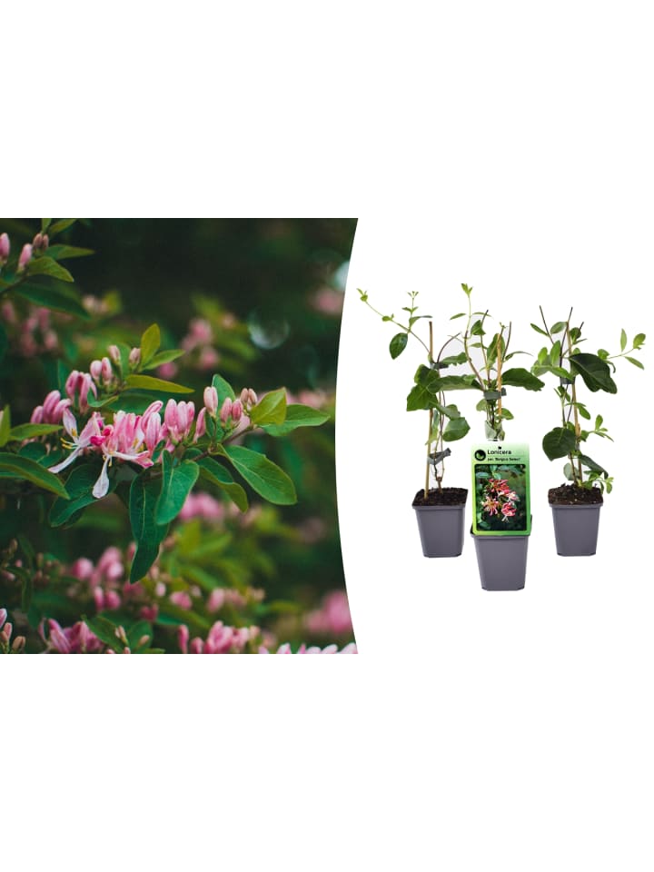 OH2 3er-Set: Lonicera periclymenum in Bunt günstig kaufen onesize