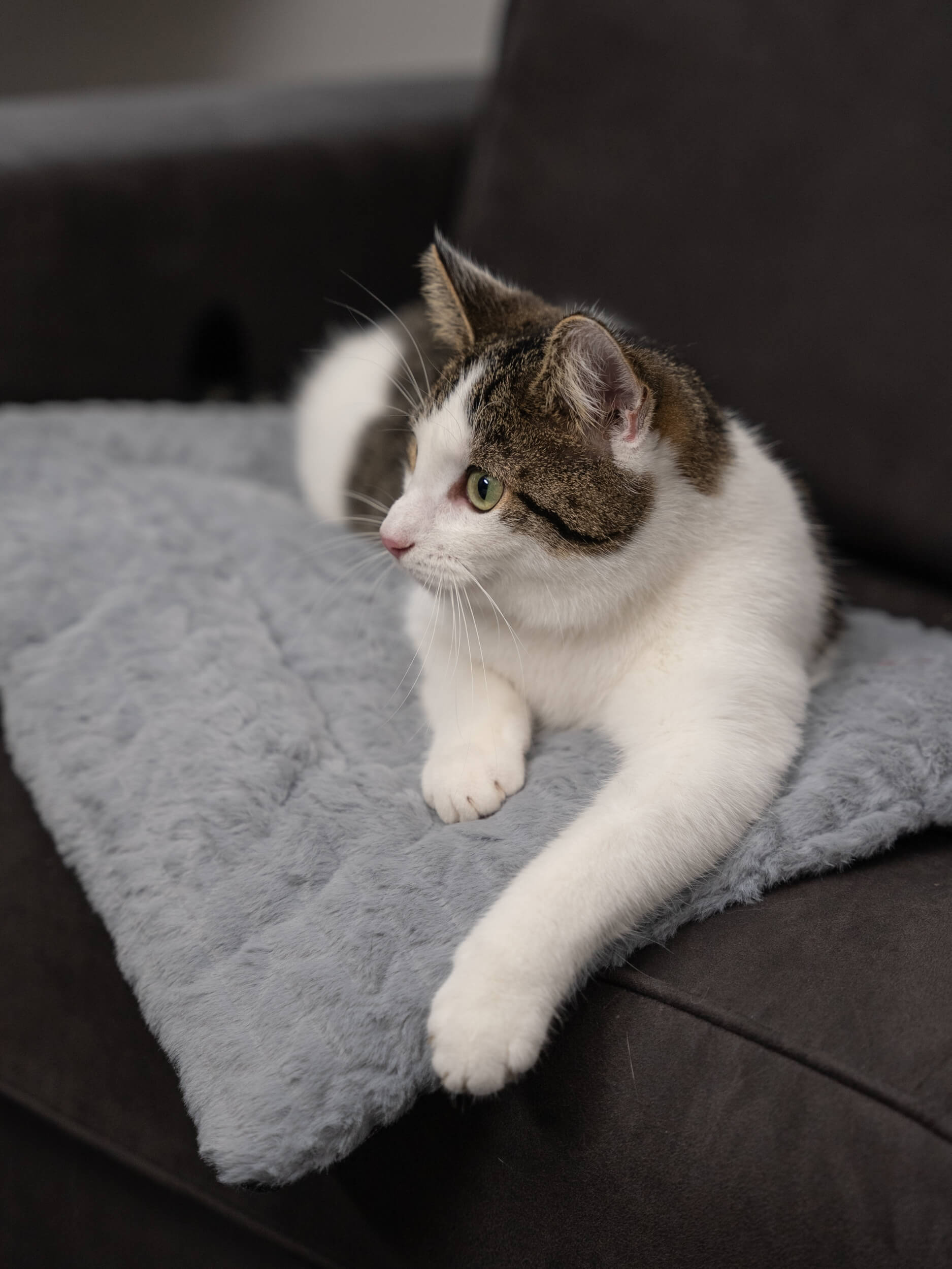 TrendPet Hundedecken TrendPet Heaven gefütterte Liegedecke S