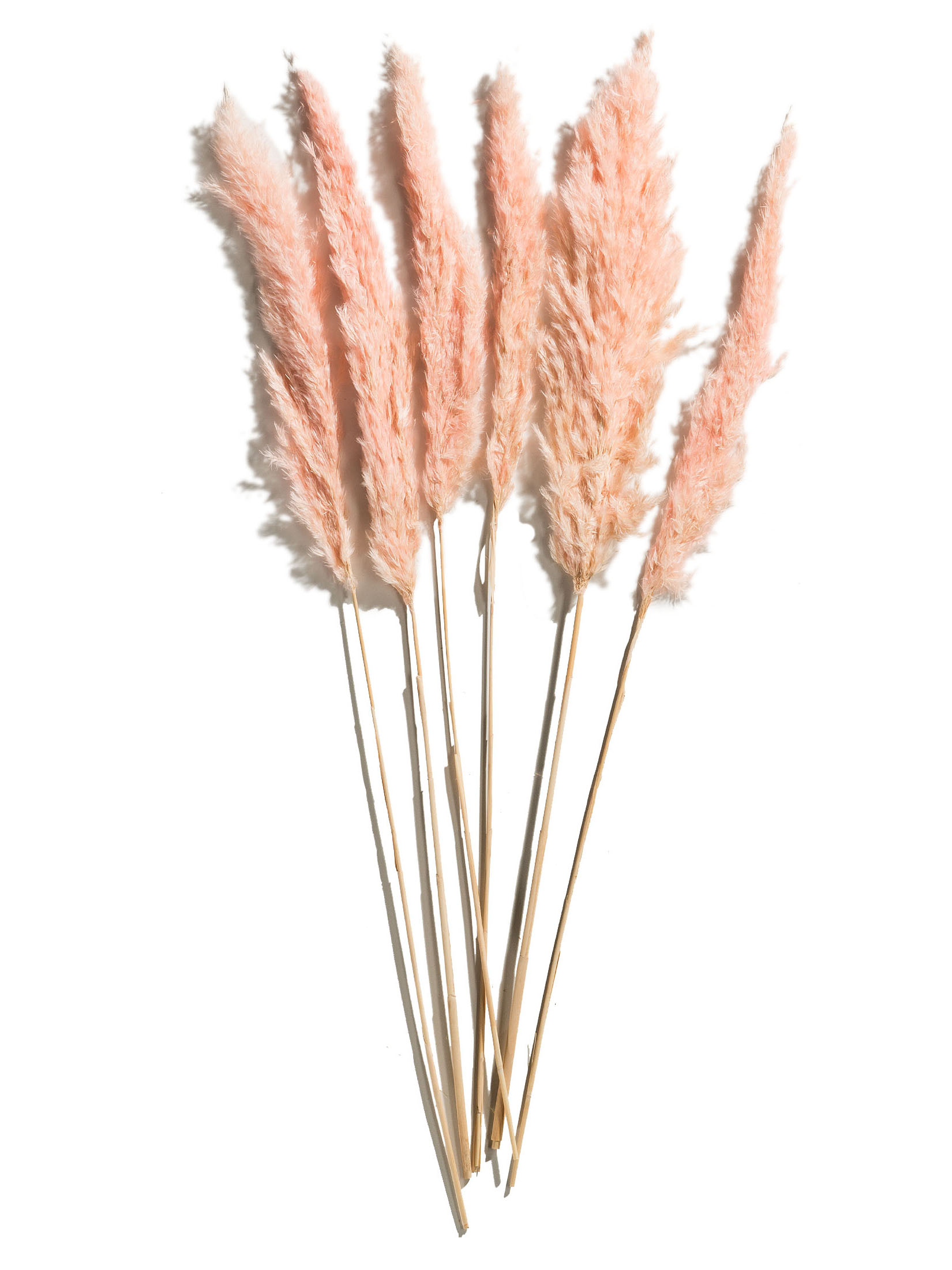 Pampasgrasbündel 6er Trockenblume, Pink