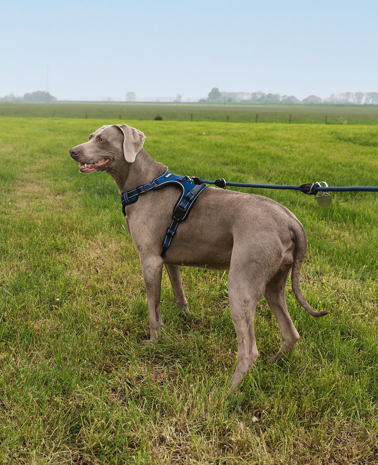 Lionto Hundegeschirre Lionto Hundegeschirr blau L