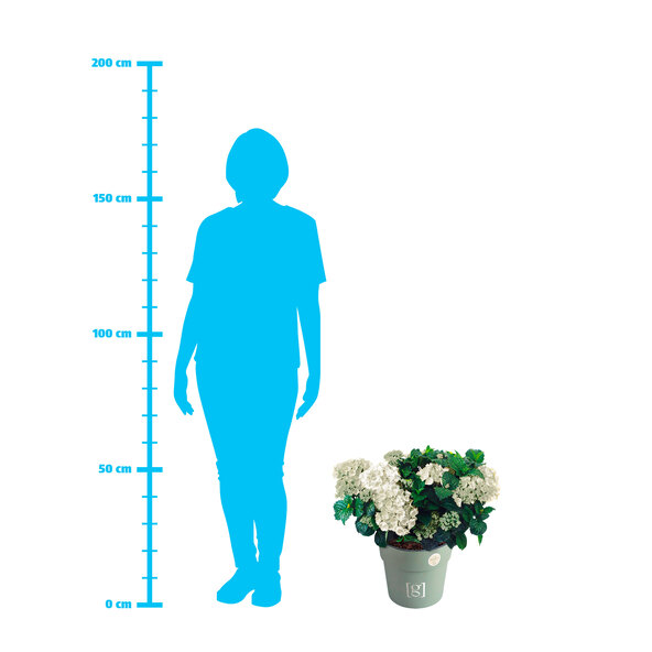 Bauernhortensie King Size Weiß