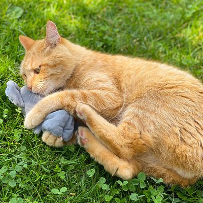 Aumüller Baldrian-Katzenspielkissen Koala Jack