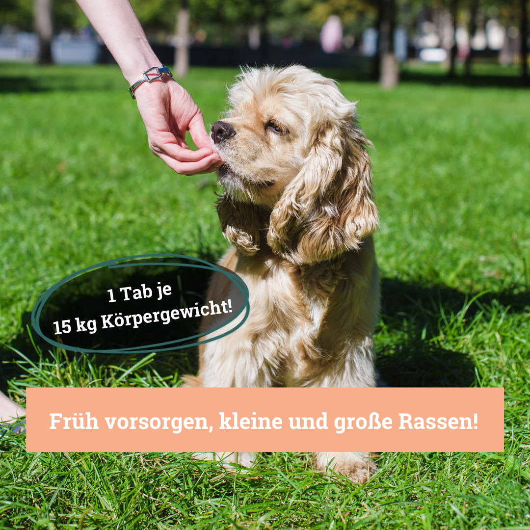 BeG Buddy Ergänzungsfutter & Aufzucht BeG Buddy Gelenk Fit Tabletten Hund