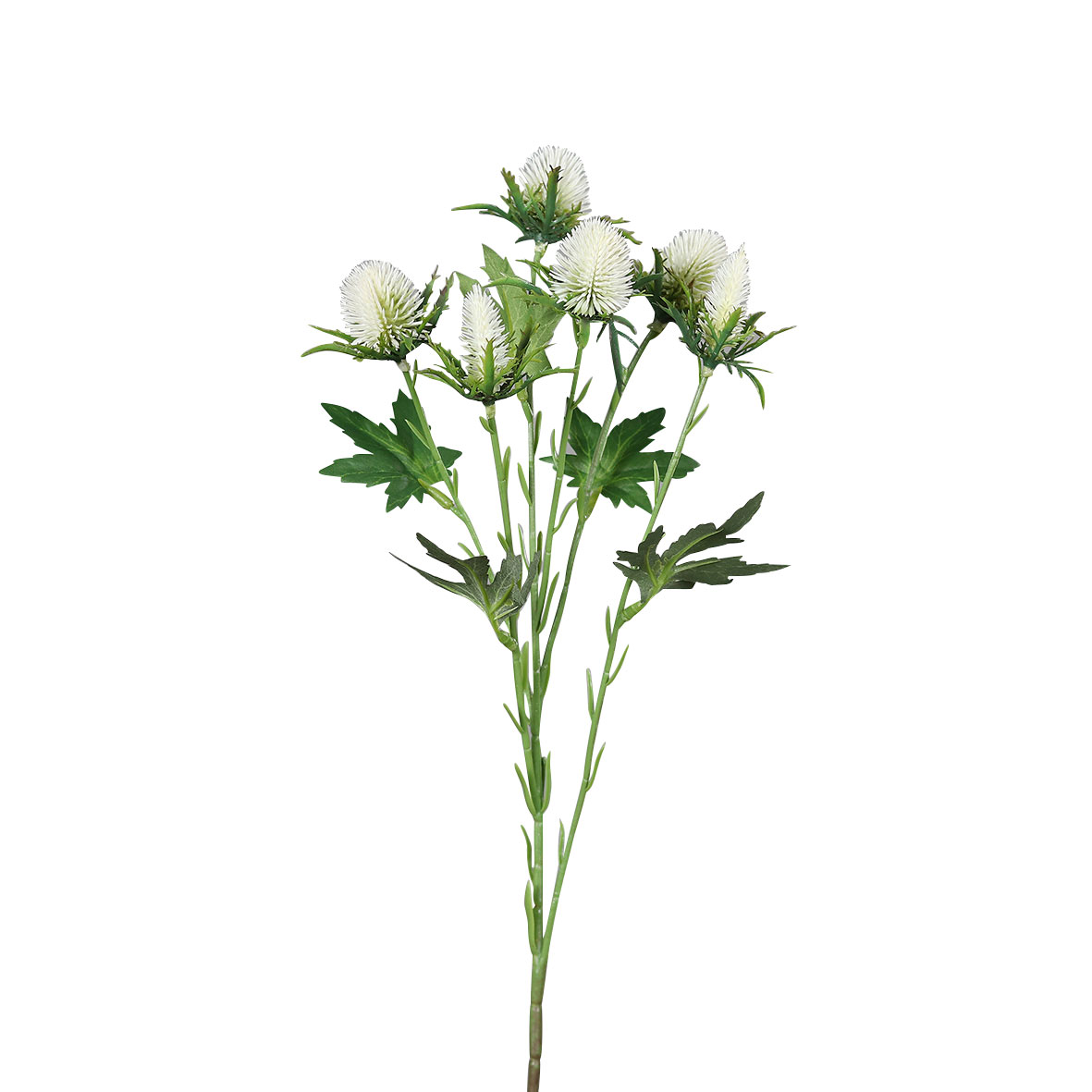 DPIDistel 57cm