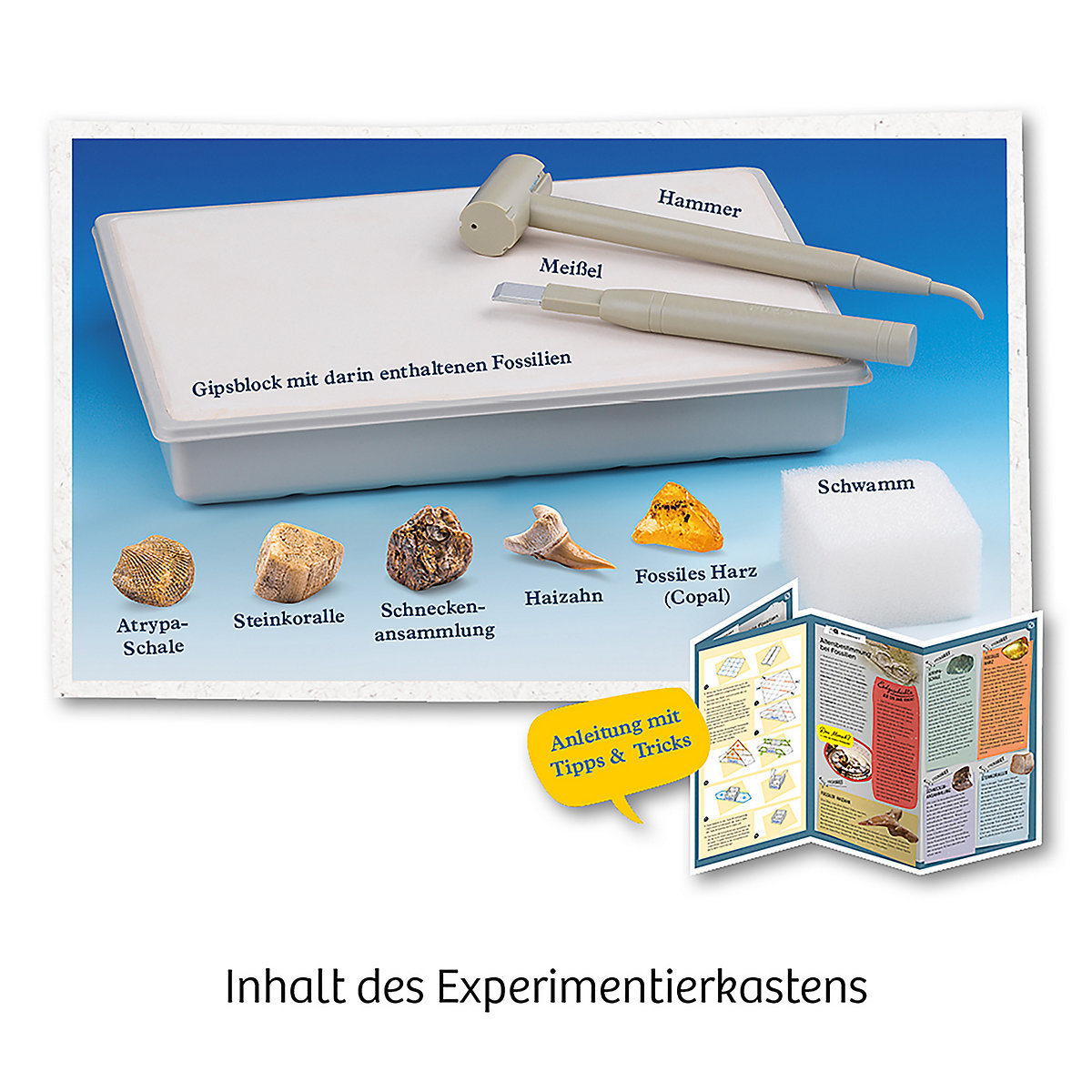 Ausgrabungs-Set Fossilien