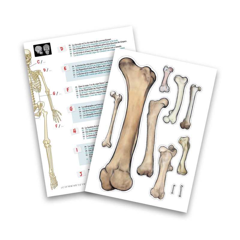 Squelette 45 cm Buki