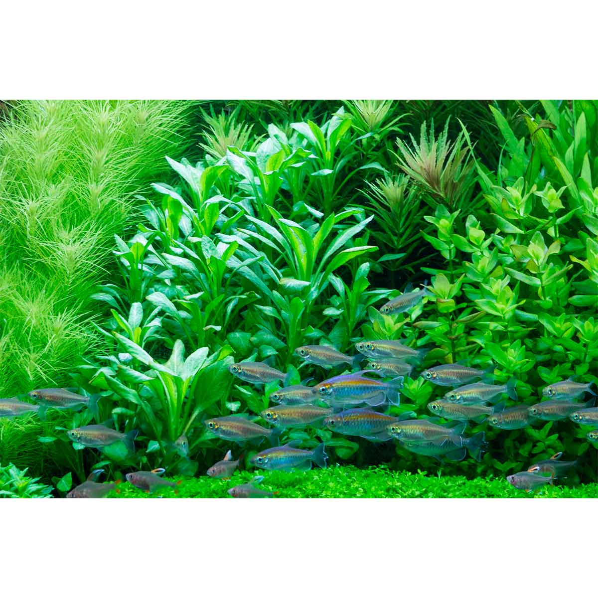 Tropica Aquariumpflanze Lobelia cardinalis kaufen