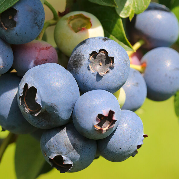 Beeren-Mix Vitaminkracher, 3er-Set