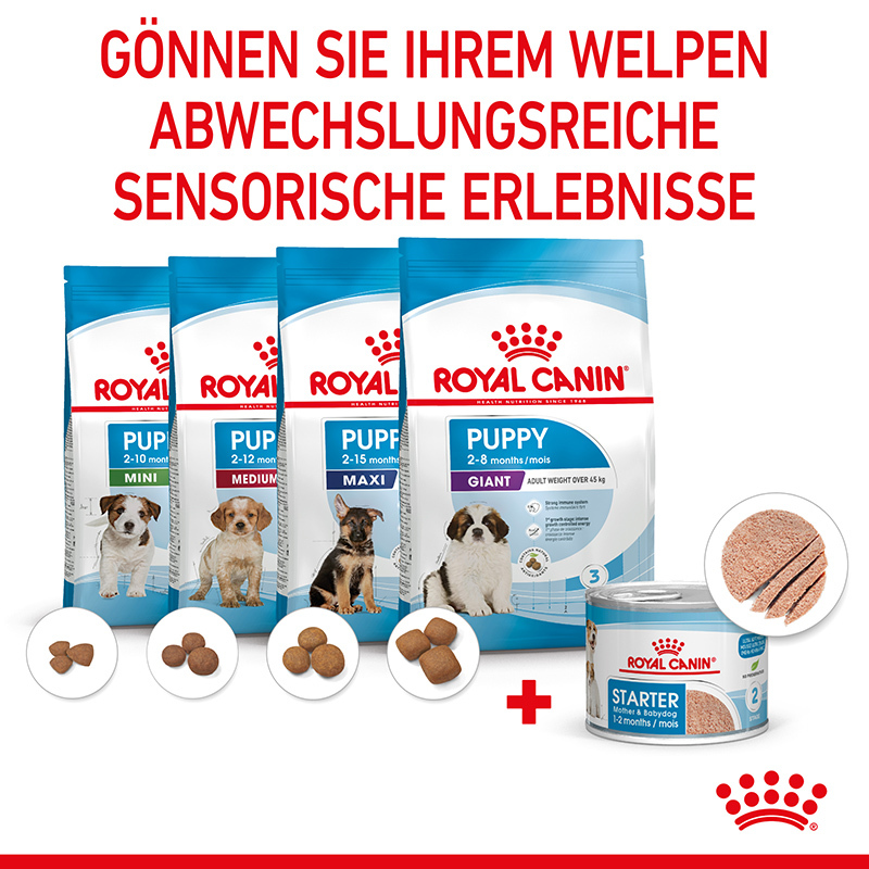 ROYAL CANIN Hundenassfutter ROYAL CANIN Starter Mousse 12x195g