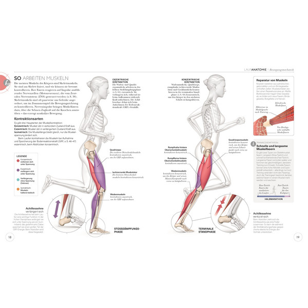 LAUFTRAINING - DIE ANATOMIE VERSTEHEN - Sportratgeber