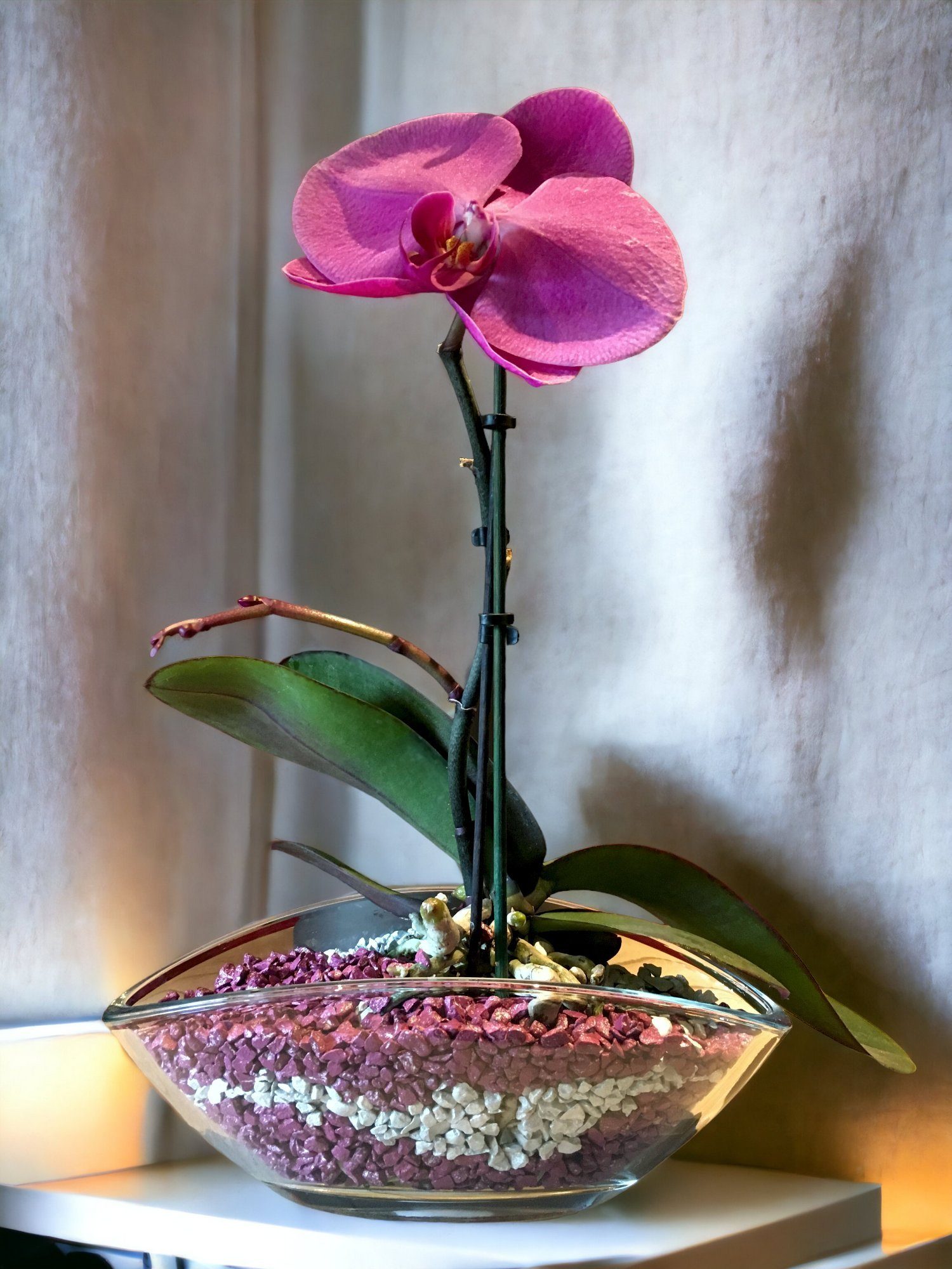 colomi Pflanzgranulat Spezial Pflanzboden für Orchideen - patentiert weiss, mit Ionenaustauscher, 1 Liter
