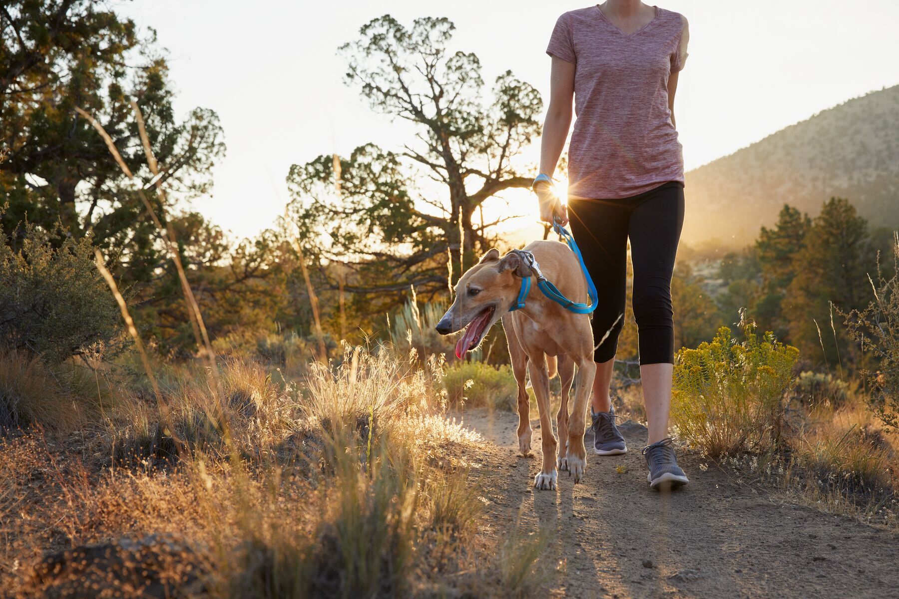 Ruffwear Hundehalsbänder Ruffwear Web Reaction™ Halsband grün XS