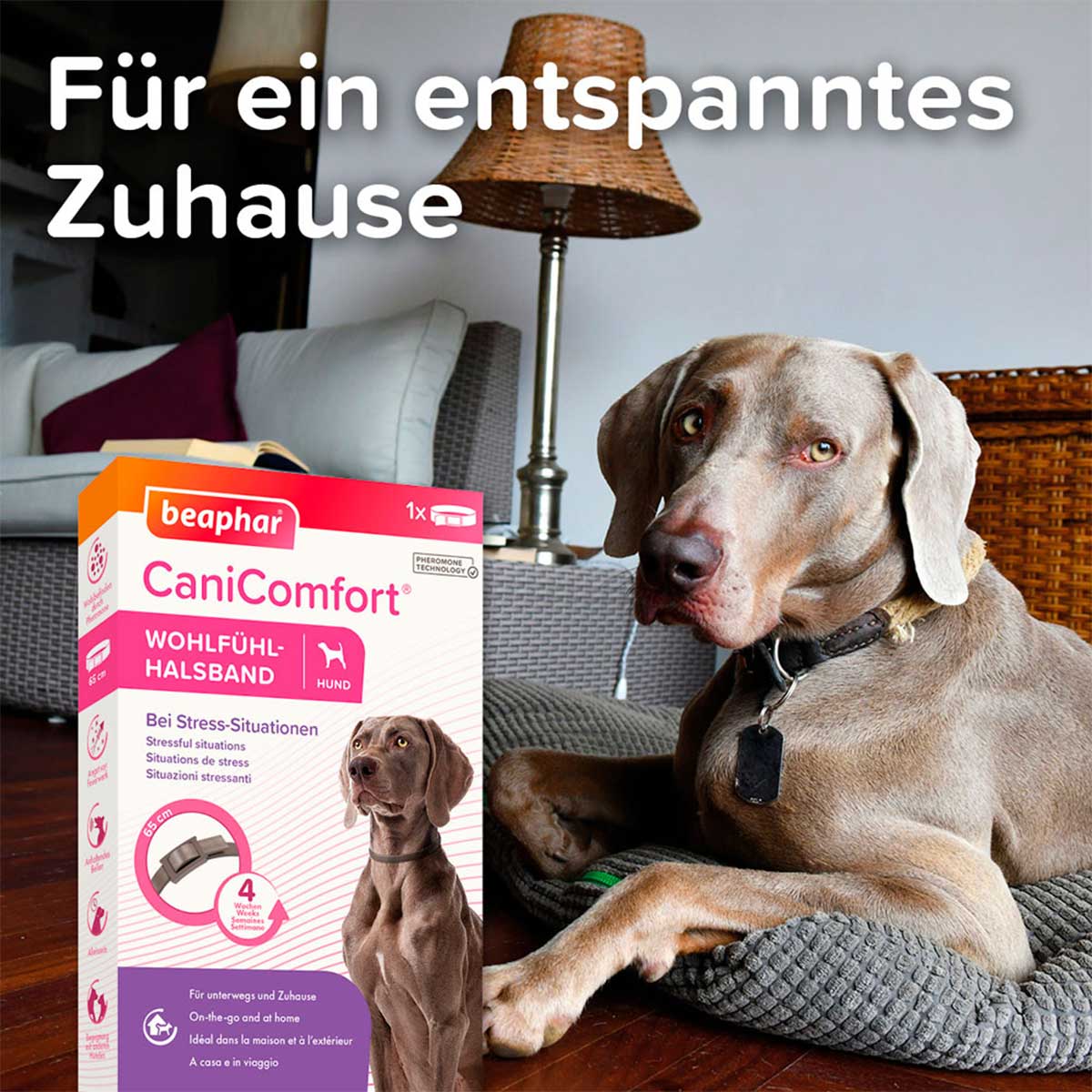 beaphar CaniComfort Wohlfühl Halsband kaufen bei ZooRoyal