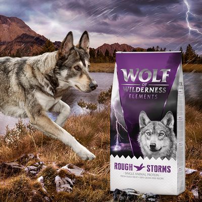 Wolf of Wilderness 