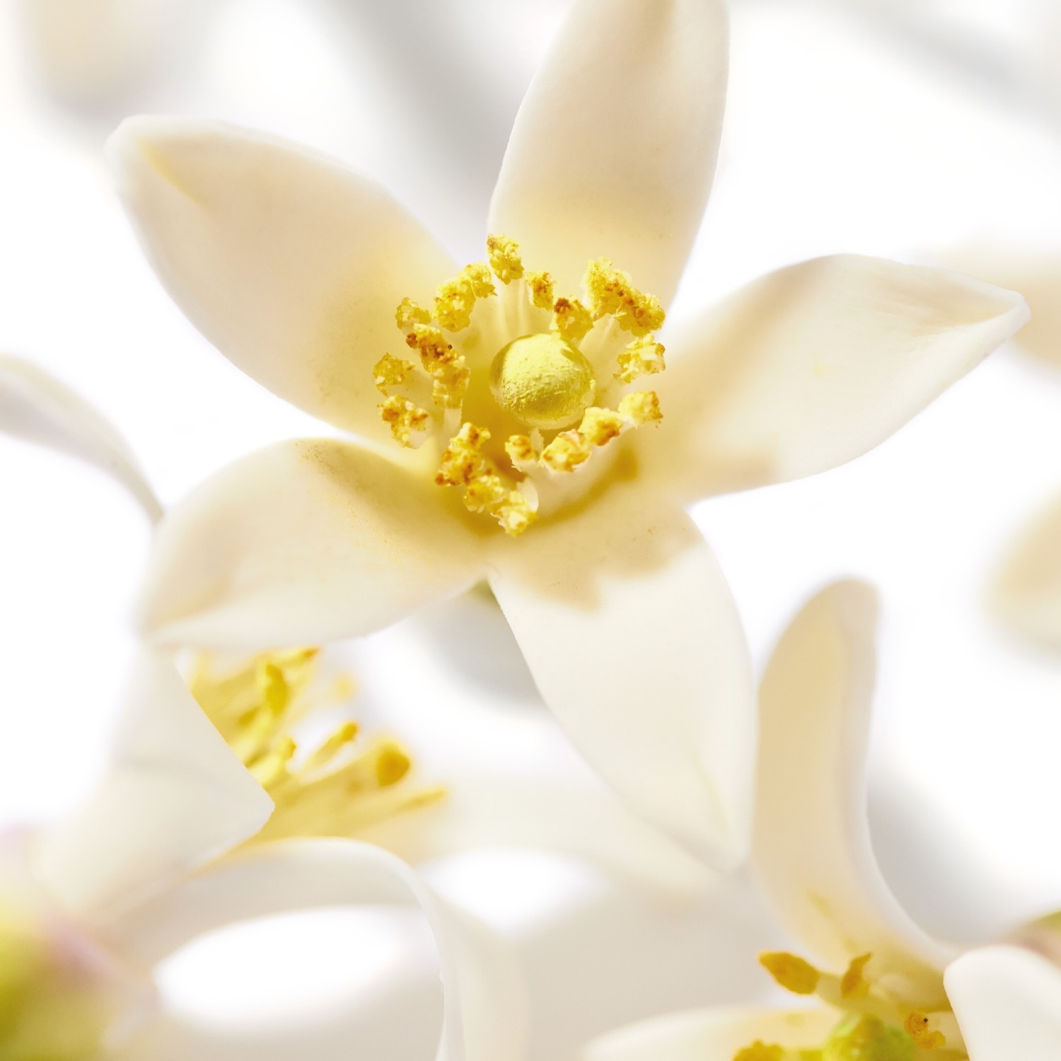 Parfum NUXE Neroli