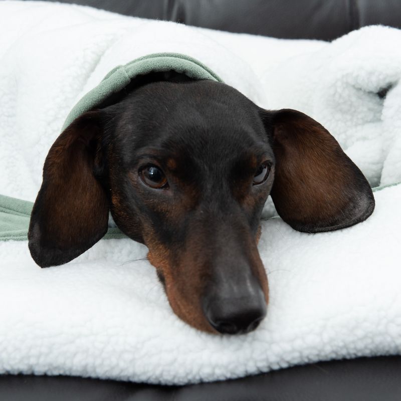 Modern Living Hundedecke Victoria zu TOP-Preisen