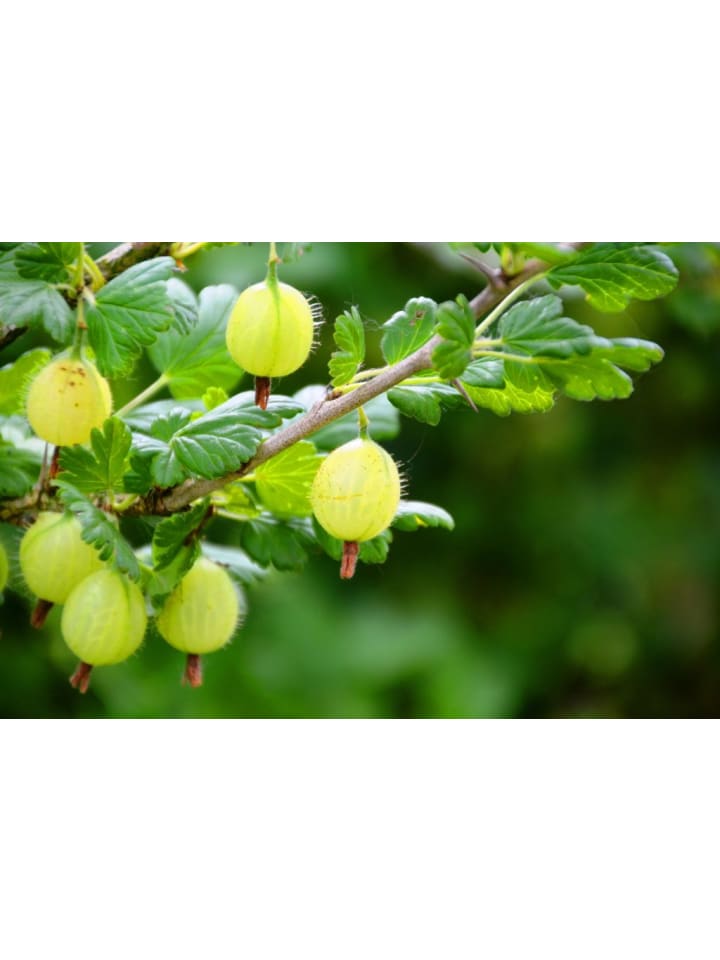 OH2 6er-Set Stachelbeeren in Bunt günstig kaufen onesize