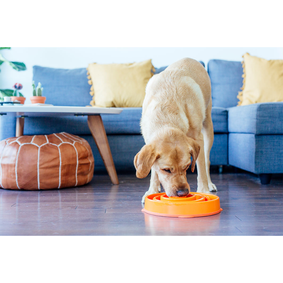 Fun Feeder Slo Bowl Anti Schling Swirl Orange kaufen bei ZooRoyal