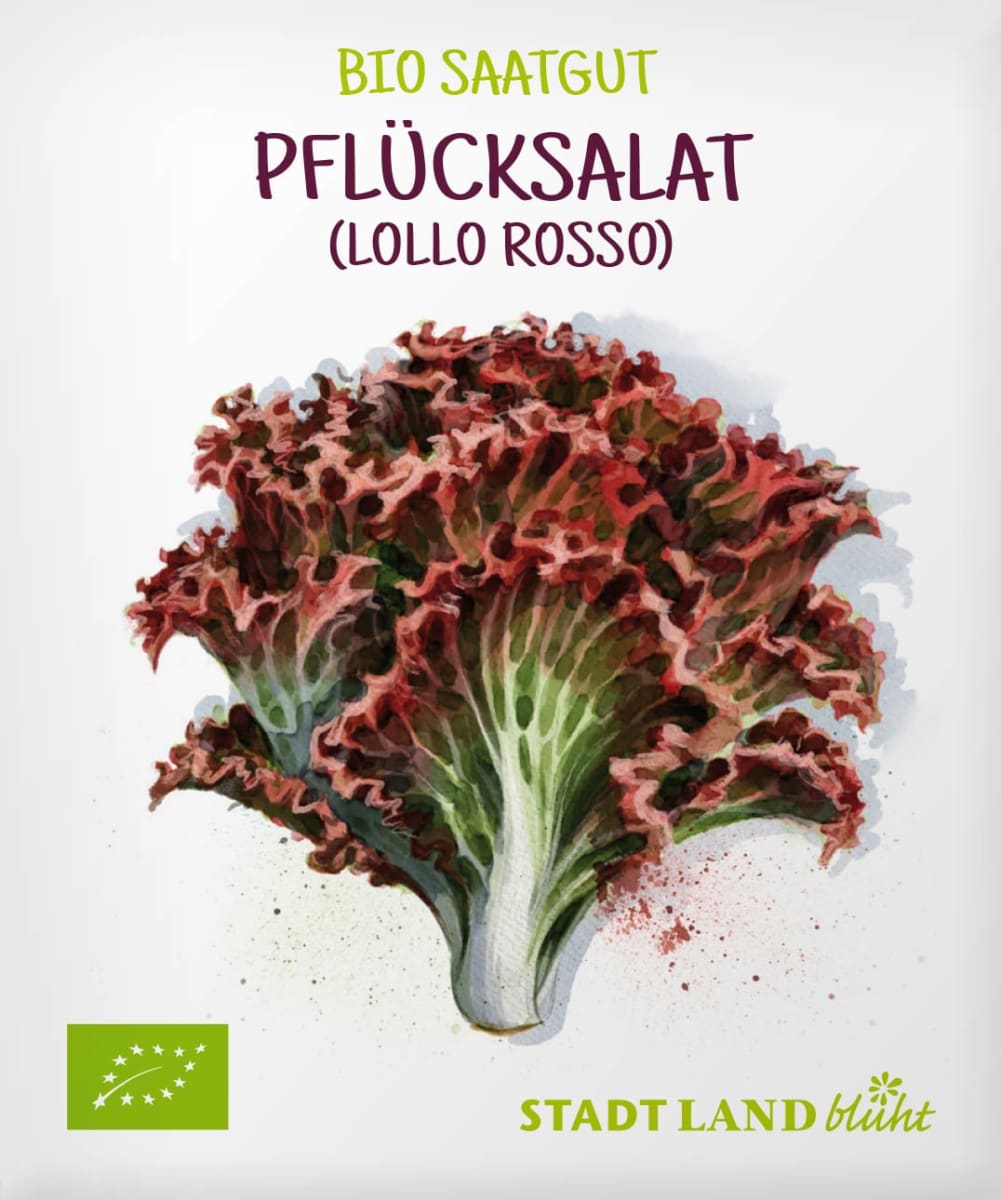 Saaten, Pflücksalat (Lollo Rosso), 1 St