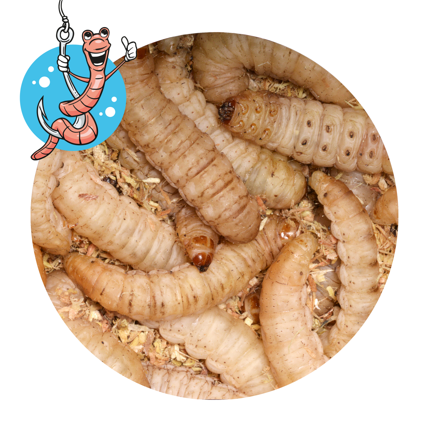 Lebendköder (Big Bienenwachsmaden)
