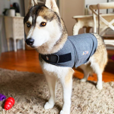 Thundershirt Hundewesten Thundershirt Beruhigungsweste grau XS