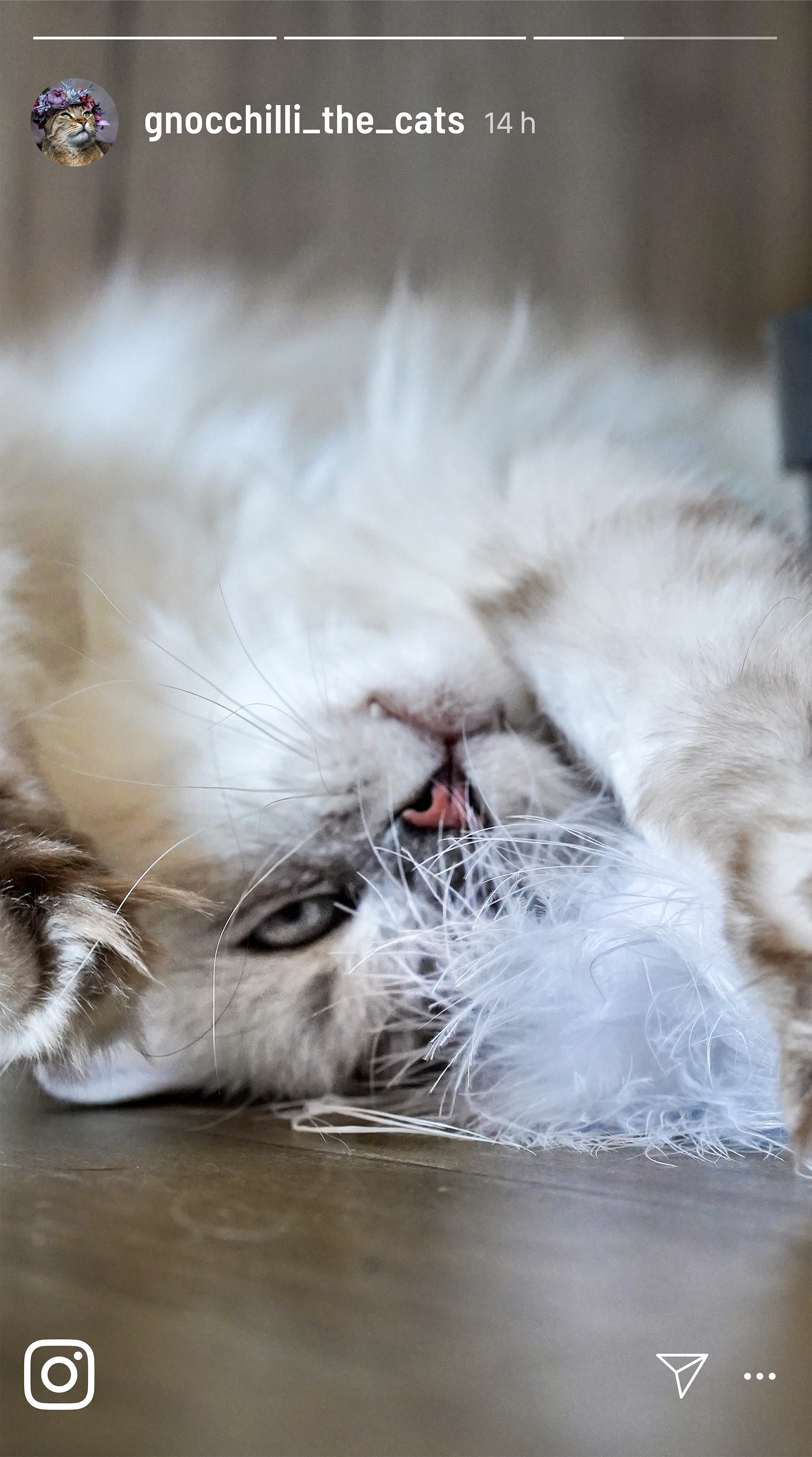 Kater Kasimir Katzenangeln Kater Kasimir Premium Katzenangel mit handgemachtem Anhänger aus Naturfedern