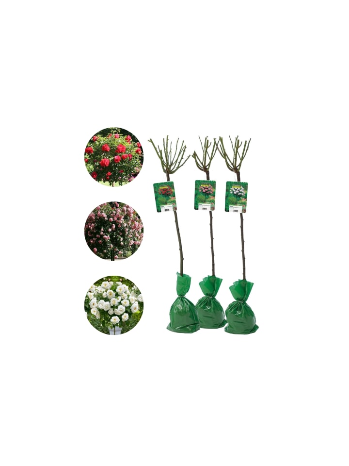 OH2 3er-Set: XXL Großblütige Stielrosen in Weiß/ Rot/ Rosa günstig kaufen onesize