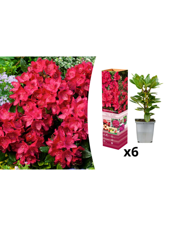 OH2 6er-Set: Rhododendron Nova Zembla in Rot günstig kaufen onesize