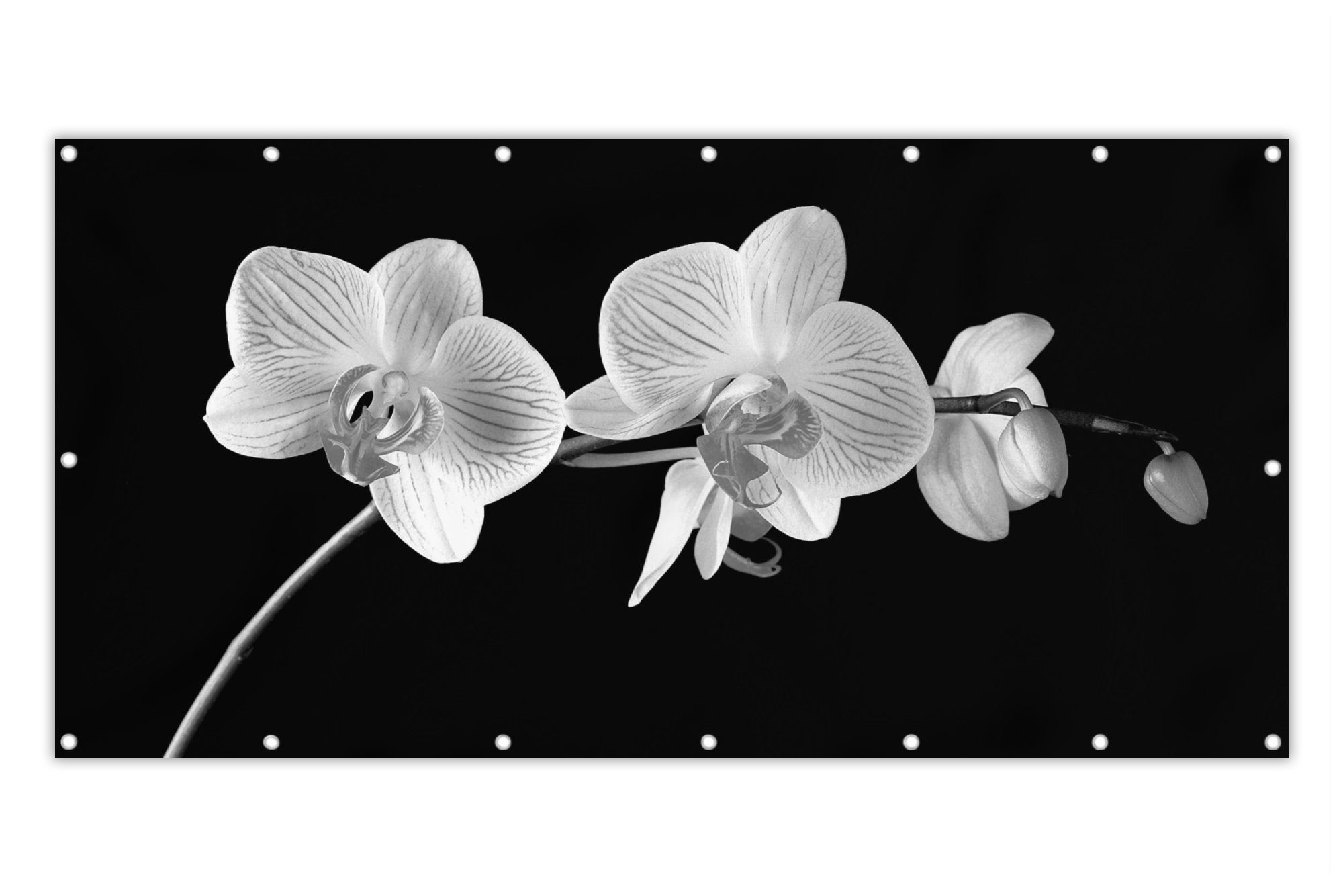 MuchoWow Balkonsichtschutz Orchidee - Blumen - Schwarz - Rosa - Knöpfe (1-St) Balkonbanner, Sichtschutz für den Balkon, Robustes und wetterfest