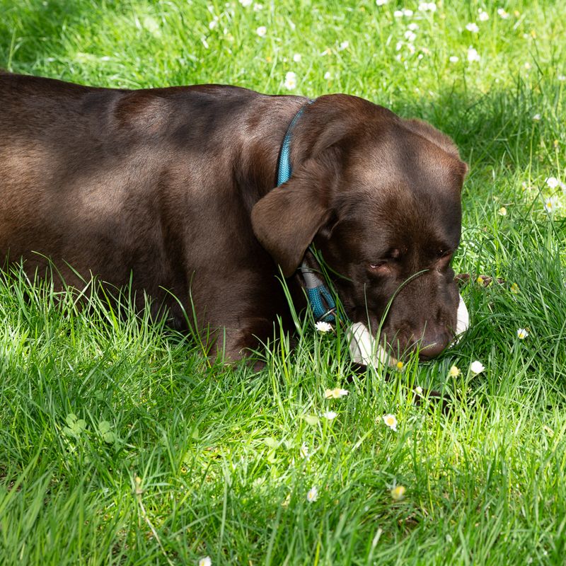 TIAKI Hundespielzeug Latex Kaffee zu TOP-Preisen