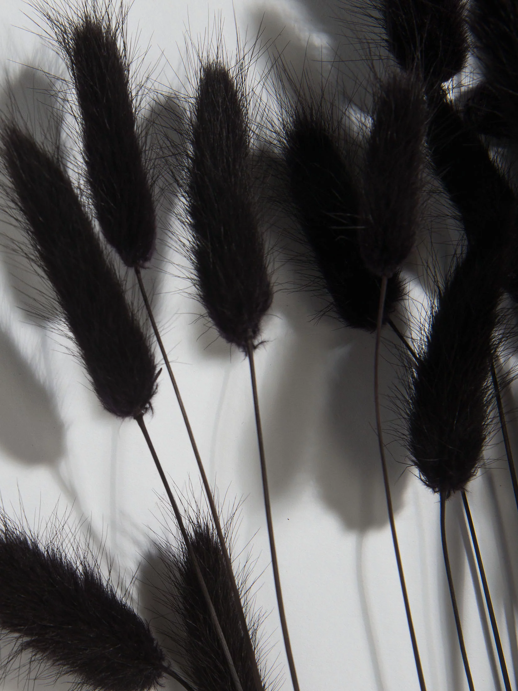 Lagurus Trockenblume, Schwarz