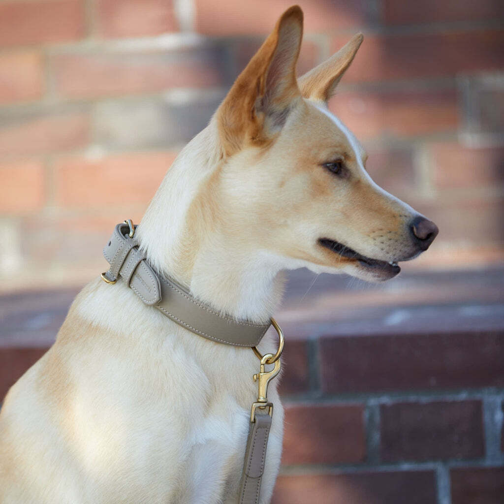 William Walker Hundehalsbänder William Walker Hundehalsband Plain Sand S