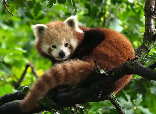 Puzzle 500 Teile - Süßer roter Panda