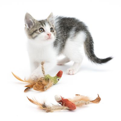 TIAKI Katzenspielzeug-Set Tukane mit Katzenminze