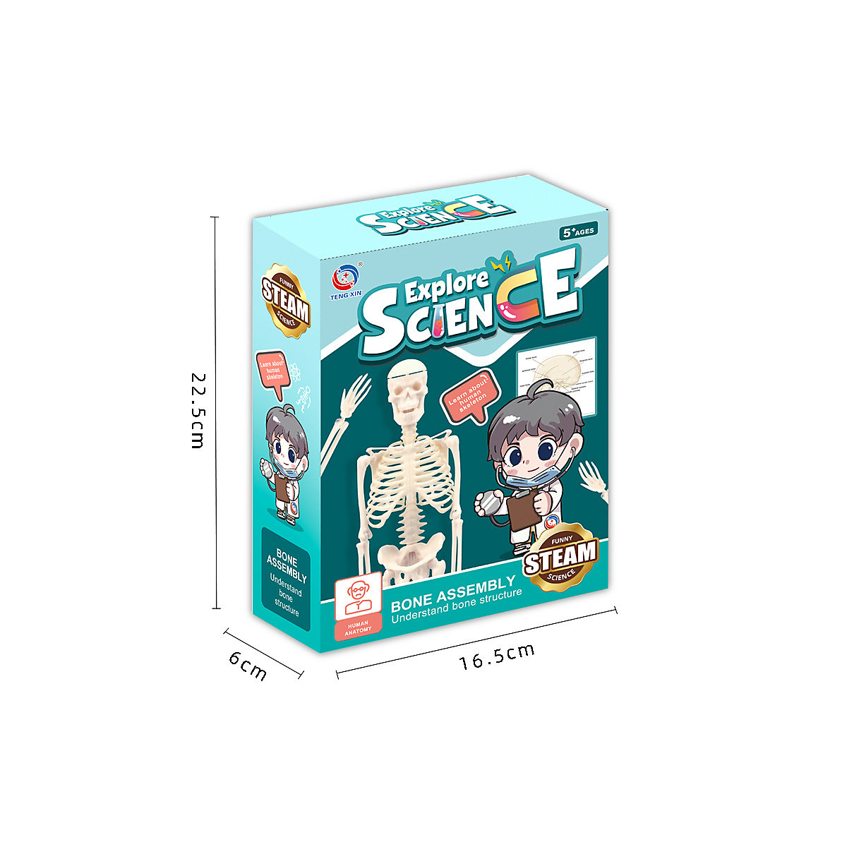 Skelett-Simulationsspiel für Kinder Kleines menschliches Skelett Modell Simulation Skelett Kinder Früherziehung Lernspielzeug