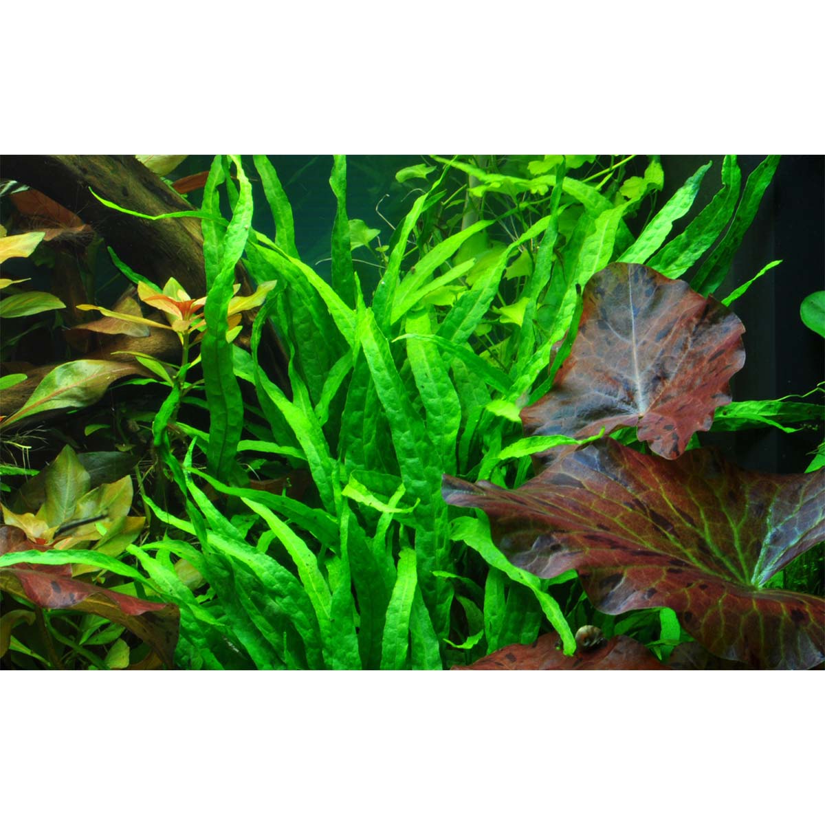 Tropica Aquariumpflanze Microsorum pteropus 'Narrow'