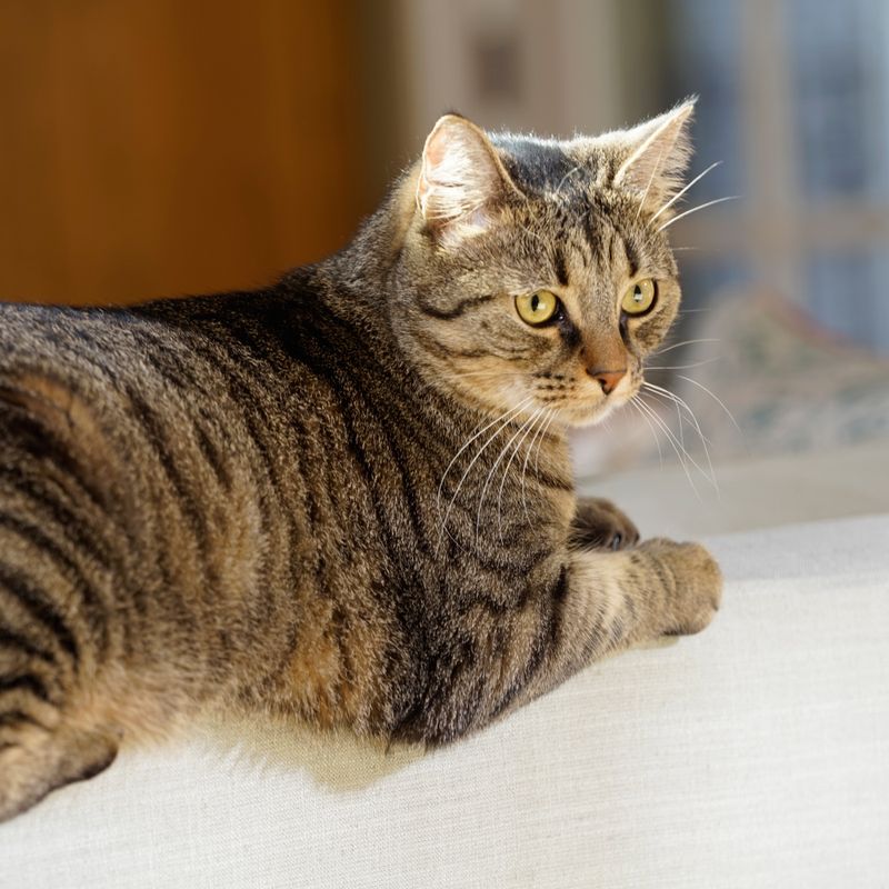 PetSafe Haustiertür für extremes Wetter zu TOP-Preisen