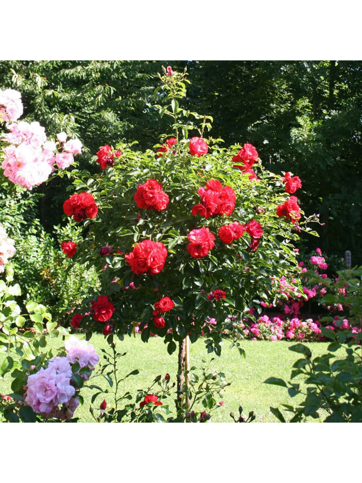 OH2 3er-Set: XXL Großblütige Stielrosen in Rot günstig kaufen onesize