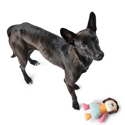 HUNTER Hundespielzeug Muli Löwe